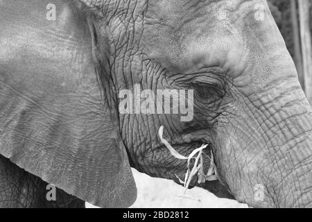 Une photo de tête noire et blanche d'un adulte Knysna Elephant manger. Banque D'Images