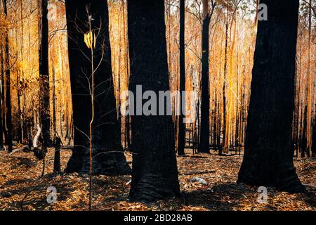 Forêt après l'un des feux de brousse spectaculaires en Australie. Banque D'Images