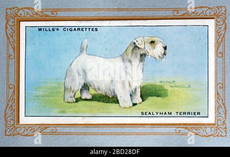 W.D ET H.O. Carte de cigarette testaments, Sealyham Terrier Banque D'Images