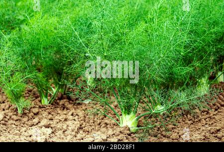 Rangées de plantes de fenouil en croissance dans une ferme organique allemande. Banque D'Images