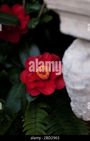 Camellia Japonica liberté Bell Festival Camellia 2015 Chiswick House & Garden, Burlington Lane, Londres, W4 2RP Banque D'Images