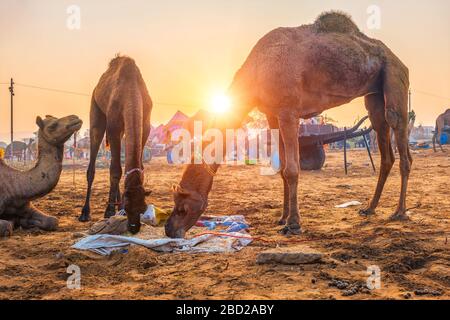Fête de la foire de chameaux Pushkar mela dans le domaine manger à mâcher au coucher du soleil. Pushkar, Rajasthan, Inde Banque D'Images
