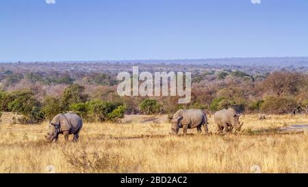 Trois rhinocéros blancs du sud paissent dans des paysages de savane dans le parc national Kruger, Afrique du Sud ; la famille Specie Ceratotherium simum simum de Rhinoce Banque D'Images