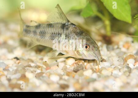 Le poisson-chat marbré (Corydoras paleatus), un poisson d'aquarium d'eau douce populaire Der Marmorierte Panzerwels (Corydoras paleatus), éine beliebter Süßwasser- Banque D'Images