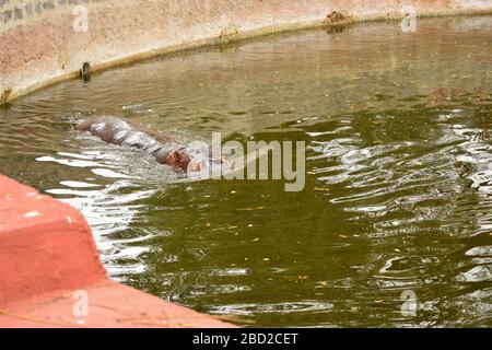 Nourrir Big Hippopotamus dans l'eau au zoo Wildlife stock photo image Banque D'Images