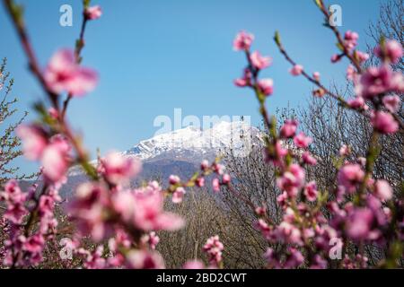 Montagne enneigée entre fleurs de pêche dans une belle journée ensoleillée. Banque D'Images