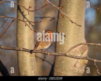 Un voleur européen (erithacus rubecula) chantant à partir d'un arbre de la réserve naturelle des terres agricoles de Beddington, Sutton, Londres. Banque D'Images