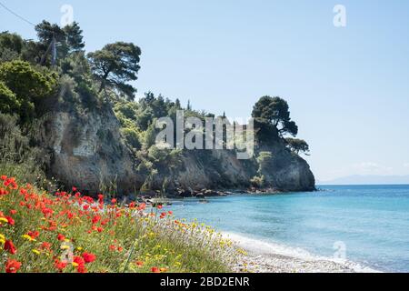 Des coquelicots sur la plage de Megalos Mourtias sur l'île d'Alonissos, dans les Sporades du Nord de la Grèce Banque D'Images