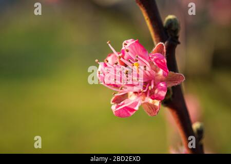 Magnifique arbre aux amandes fleuries avec fleurs en pleine floraison. Italie Banque D'Images