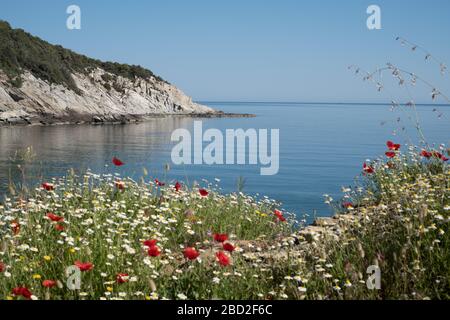 Fleurs printanières sur la péninsule de Pélion en Grèce Banque D'Images