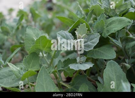 Orach, une plante comestible qui pousse sur la plage de St Agnes, Iles de Scilly Banque D'Images