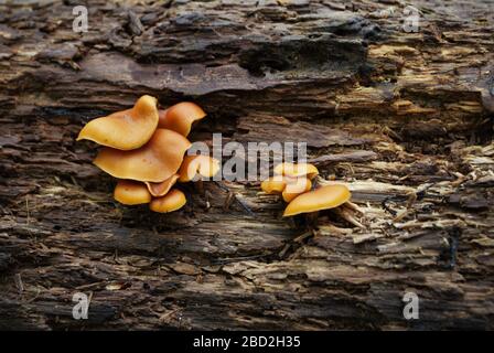 champignon de la plate-forme qui pousse sur un arbre tombé dans les bois Banque D'Images