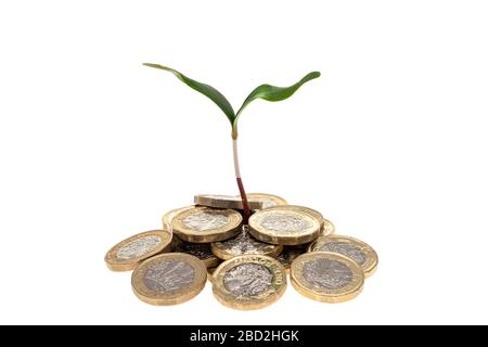 Pousses vertes de la reprise financière - image conceptuelle d'une jeune plante qui pousse à travers une pile de monnaie britannique d'une livre - fond blanc Banque D'Images