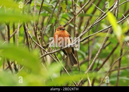 Moucherolle cannelle (Pyrrhomyias cinnamomeus) adulte perché sur la branche Leymebamba; Pérou Mars Banque D'Images