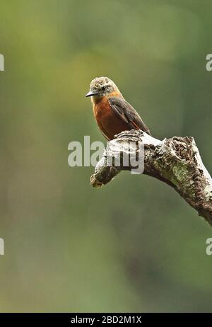 Falaise Flycatcher (Hirundinea ferruginea sclateri) adulte perché sur la branche morte nord du Pérou Février Banque D'Images