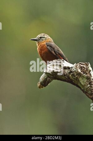 Falaise Flycatcher (Hirundinea ferruginea sclateri) adulte perché sur la branche morte nord du Pérou Février Banque D'Images