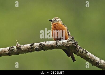 Falaise Flycatcher (Hirundinea ferruginea sclateri) adulte perché sur la branche morte nord du Pérou Février Banque D'Images