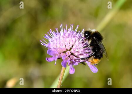 Bee recherche et collecte le nectar. Insecte est assis sur la fleur. Banque D'Images