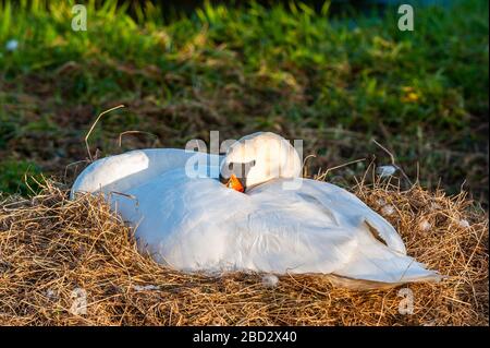 Timoleague, West Cork, Irlande. 6 avril 2020. Un cygne (Cygnus) est assis sur son nid alors que le soleil descend à West Cork après une belle journée de soleil. Crédit : Andy Gibson/Alay Live News Banque D'Images