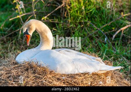 Timoleague, West Cork, Irlande. 6 avril 2020. Un cygne (Cygnus) est assis sur son nid alors que le soleil descend à West Cork après une belle journée de soleil. Crédit : Andy Gibson/Alay Live News Banque D'Images