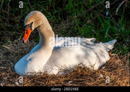 Timoleague, West Cork, Irlande. 6 avril 2020. Un cygne (Cygnus) est assis sur son nid alors que le soleil descend à West Cork après une belle journée de soleil. Crédit : Andy Gibson/Alay Live News Banque D'Images