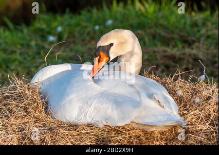 Timoleague, West Cork, Irlande. 6 avril 2020. Un cygne (Cygnus) est assis sur son nid alors que le soleil descend à West Cork après une belle journée de soleil. Crédit : Andy Gibson/Alay Live News Banque D'Images