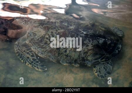 Les jeunes tortues nagent dans l'eau, la pollution de l'environnement, sauvant des animaux dans le Centre de recherche sur la conservation des tortues marines à Bentota, Sri L. Banque D'Images