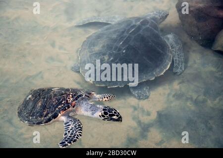 Les jeunes tortues nagent dans l'eau, la pollution de l'environnement, sauvant des animaux dans le Centre de recherche sur la conservation des tortues marines à Bentota, Sri L. Banque D'Images
