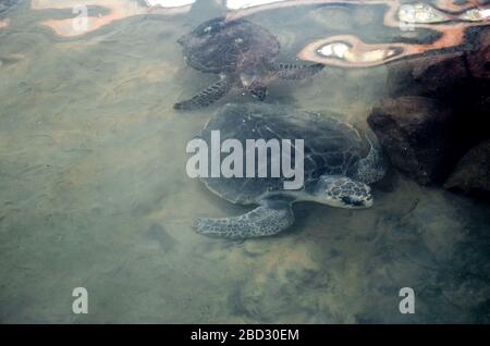 Les jeunes tortues nagent dans l'eau, la pollution de l'environnement, sauvant des animaux dans le Centre de recherche sur la conservation des tortues marines à Bentota, Sri L. Banque D'Images