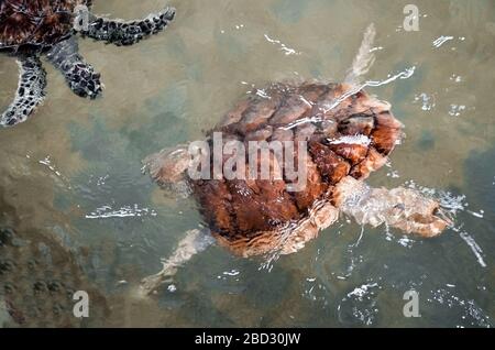 Les jeunes tortues nagent dans l'eau, la pollution de l'environnement, sauvant des animaux dans le Centre de recherche sur la conservation des tortues marines à Bentota, Sri L. Banque D'Images