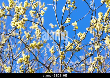 Branches d'un saule fleuri contre le ciel bleu comme arrière-plan Banque D'Images