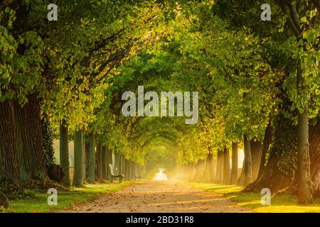 Avenue des tilleuls semblable à un tunnel dans la lumière du matin, parc du château de Hundisburg, Haldensleben, Saxe-Anhalt, Allemagne Banque D'Images