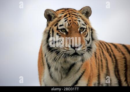 Tigre du Bengale (Panthera tigris tigris), adulte, regardant vers l'extérieur, portrait d'animal, captif, Angleterre, Royaume-Uni Banque D'Images