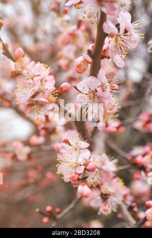 Vue rapprochée sur les branches de cerisier avec fleurs sur fond flou vertical Banque D'Images