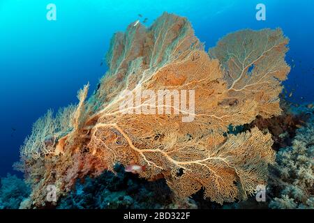 Fans gorgoniens (Annella mollis) sur le mur des récifs coralliens, péninsule du Sinaï, Egypte, Mer Rouge Banque D'Images