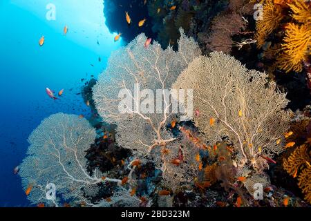 Fans gorgoniens (Annella mollis) sur le mur des récifs coralliens, péninsule du Sinaï, Egypte, Mer Rouge Banque D'Images