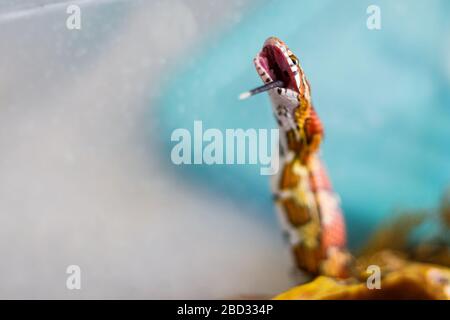 Serpent de maïs mangeant une souris de bébé mort Banque D'Images