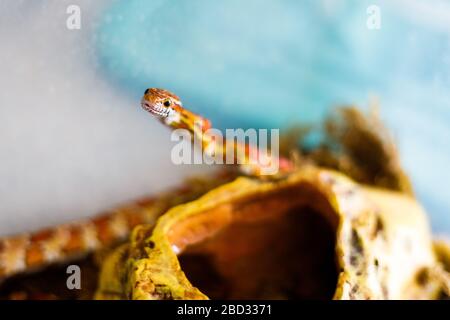 Serpent de maïs PANTHEROPHIS GUTTATUS dans la maison du terrarium Banque D'Images