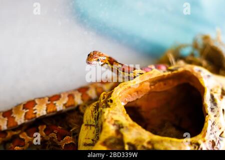 Serpent de maïs PANTHEROPHIS GUTTATUS dans la maison du terrarium Banque D'Images