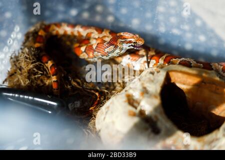 Serpent de maïs mangeant une souris de bébé mort Banque D'Images