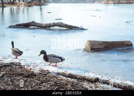 Canards sur un lac gelé à Prospect Park Brooklyn Banque D'Images