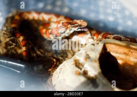 Serpent de maïs mangeant une souris de bébé mort Banque D'Images