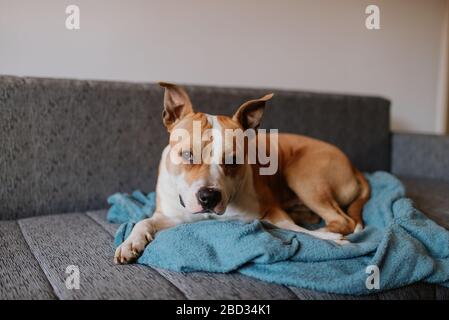 Un beau chien brun race american staffordshire terrier se trouve sur une couverture bleue sur le lit Banque D'Images