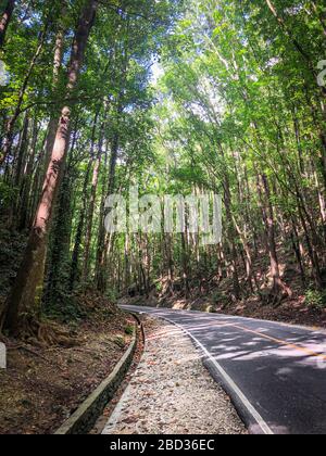Route dans la forêt de Mahogany sur l'île de Bohol, Philippines Banque D'Images