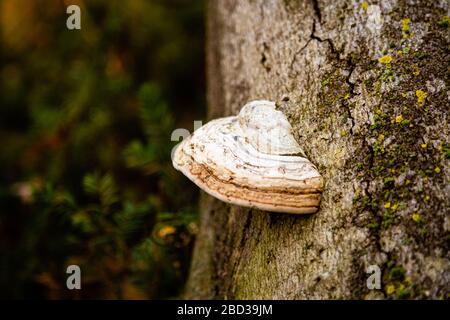 Conk fongique sur un tronc d'arbre dans la forêt Banque D'Images