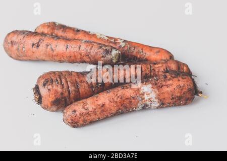 Pourrir les carottes avec le champignon sur fond blanc. Banque D'Images