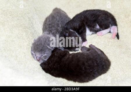 Trois petits chatons écossais d'une semaine sur le lit, le thème des magnifiques chats domestiques Banque D'Images
