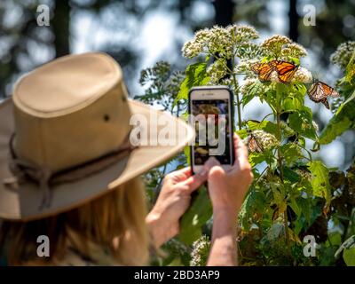 Un visiteur au sanctuaire des papillons de Rosario Monarch à Michoacan, au Mexique, photographie avec son téléphone cellulaire. Banque D'Images