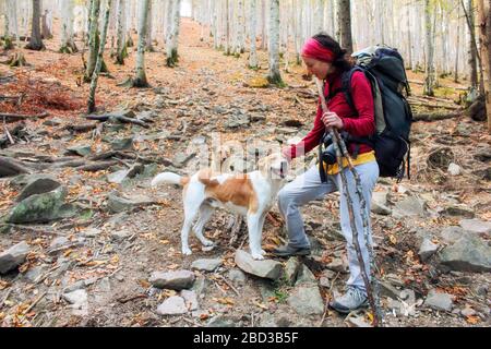 Jeune fille avec un sac à dos pour petter un chien. Une femme marche avec un animal de compagnie à travers la forêt d'automne dans les montagnes. Brunette voyage avec un chien de berger. Marchez Banque D'Images