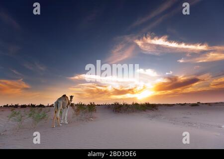 Coucher de soleil à m'Hamid El Ghizlane ou Lamhamid Ghozlane est une petite ville oasis dans la province de Zagora, Drâa-Tafilalet au Maroc, en Afrique. Banque D'Images